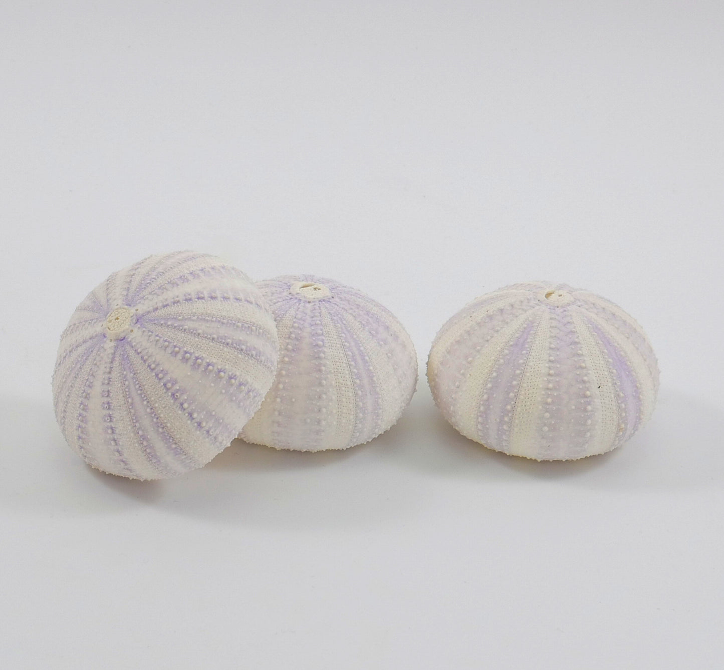 Sea Urchin - for Ornaments