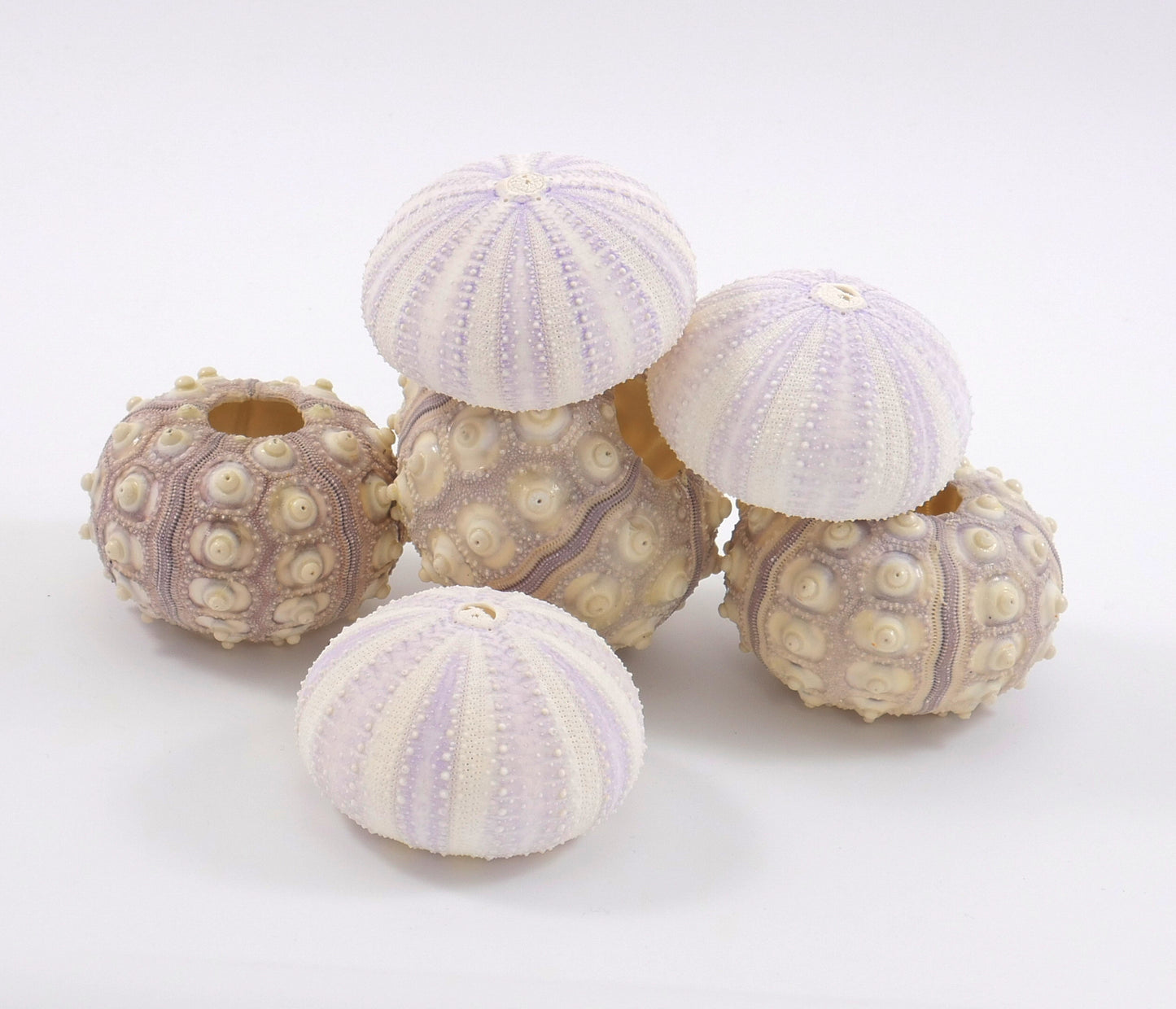 Sea Urchin - for Ornaments